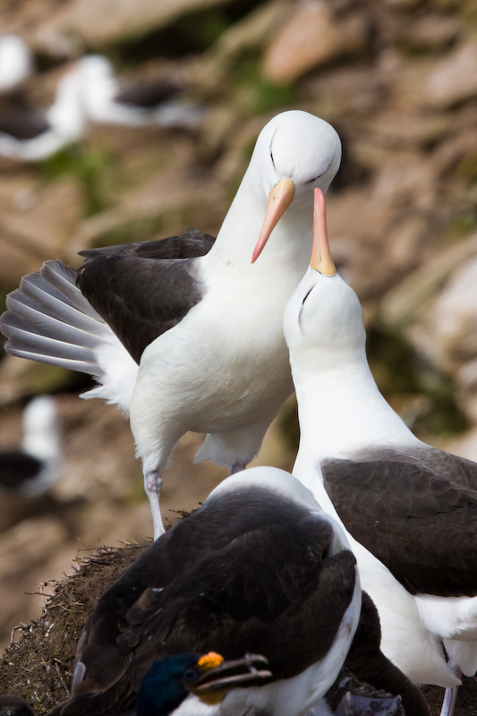 Black-Browed Albatrosses Performing Nuptial Greeting